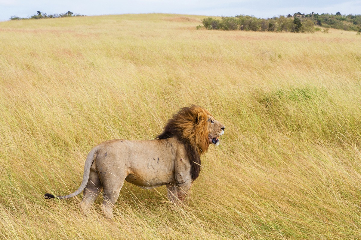 A lion standing in golden grass